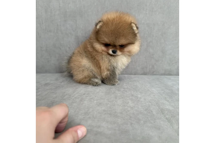 $350 : Pomerania taza de té image 1