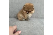 Pomerania taza de té en Columbia