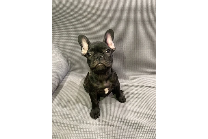 $800 : Hermosos french bulldogs puppy image 2