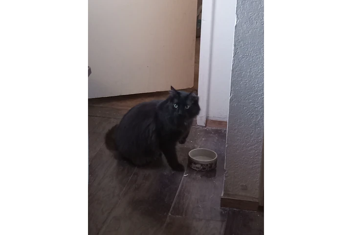 $50 : 50 : gatito de 2 anos free image 3