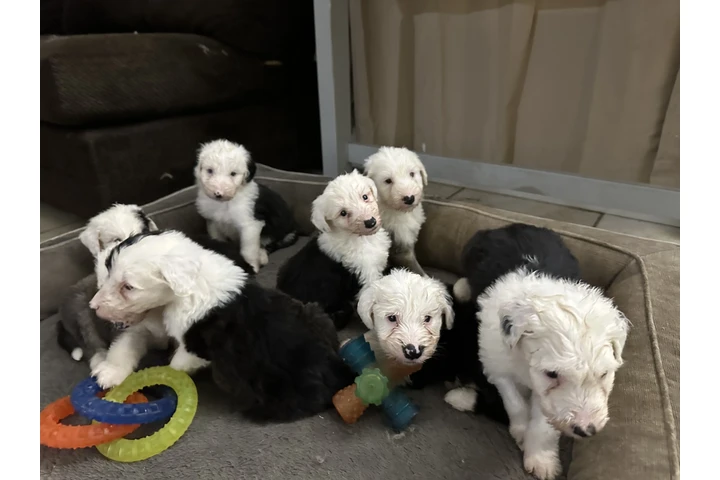 $1 : Hermosos Ovejeros Inglés image 5