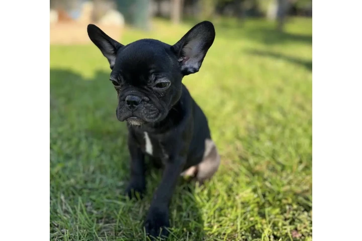 $400 : French bulldog Available image 2