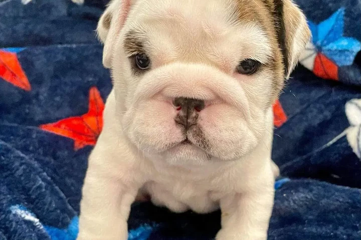 $350 : cachorros de bulldog inglés image 2