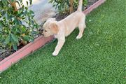 Golden Retriever en Los Angeles