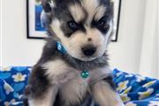 $350 : Cachorrito Husky Siberiano thumbnail