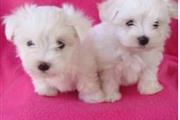 toy maltese puppies