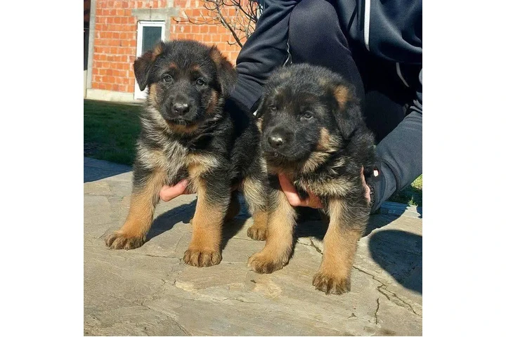 $400 : cachorros pastor aleman image 1