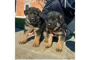 cachorros pastor aleman en Louisville