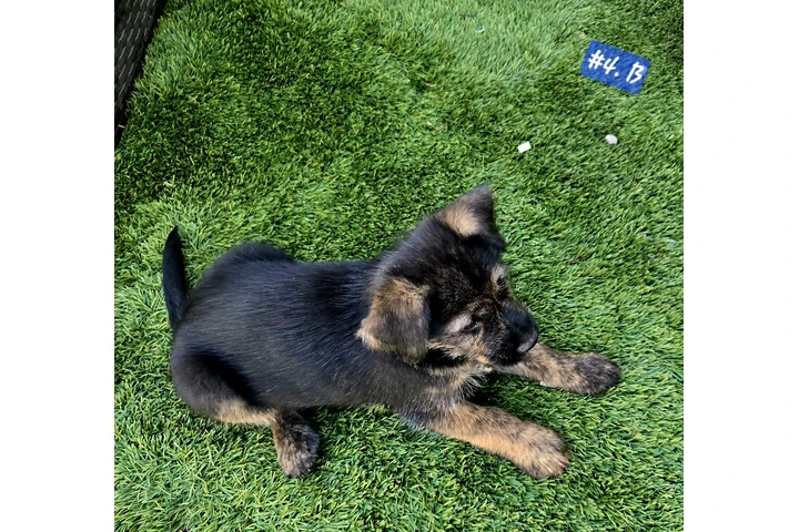 Perritos de 10 Semanas⁹ image 2