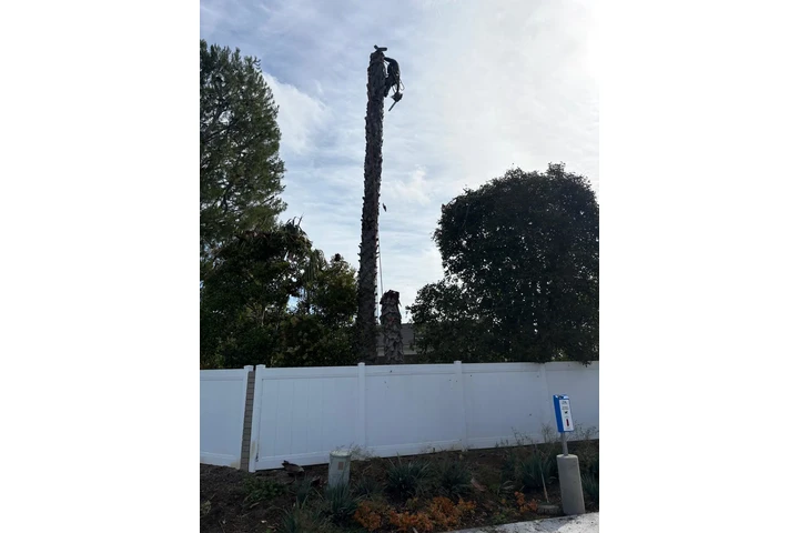 Tree and Landscaping Ramirez image 6