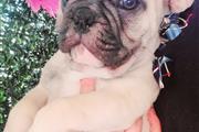 French Bulldog en San Bernardino