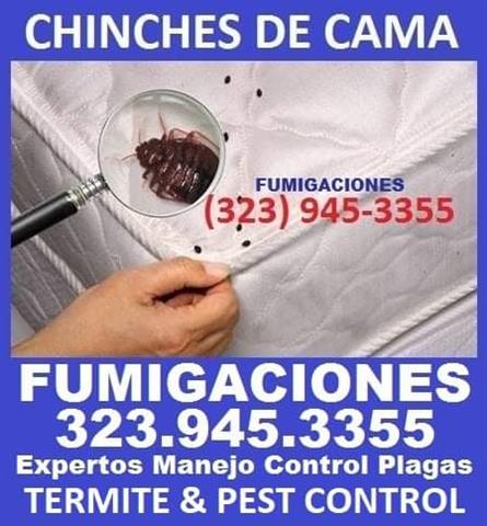 Exterminación chinches de cama image 6