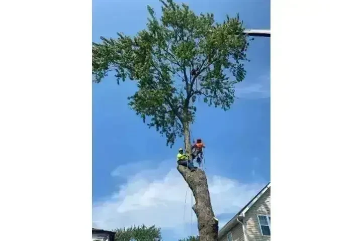 MENDOZA TREE SERVICE image 1
