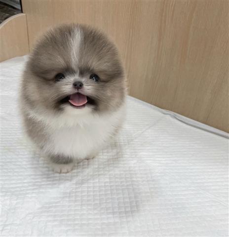 $350 : Pomerania en venta image 3