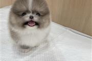 $350 : Pomerania en venta thumbnail