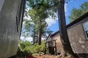 Tree Services and Landscaping thumbnail 1