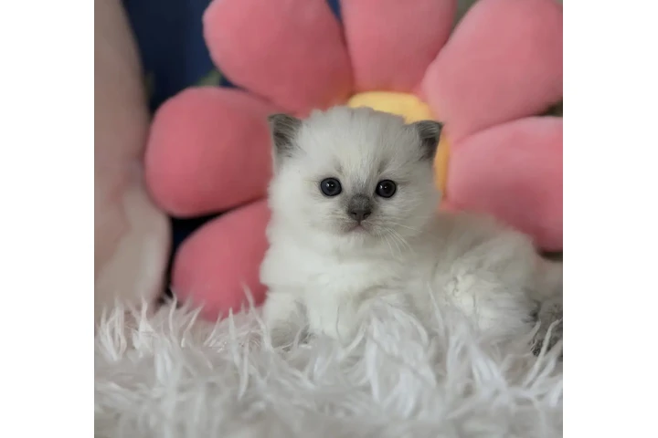 $400 : Gatitos Ragdoll Azules image 1