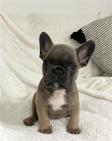 $410 : French  bulldog puppy for sale image 3