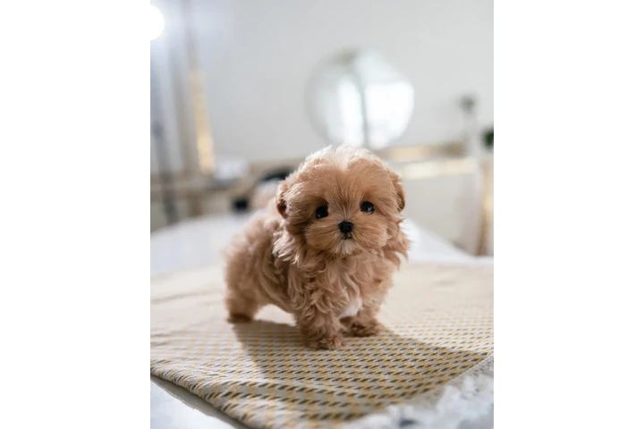 $350 : Maltipoo taza de té image 2