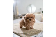 $350 : Maltipoo taza de té thumbnail