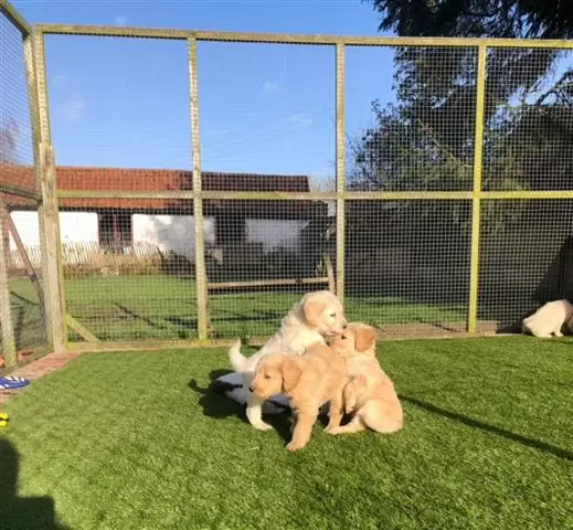 $450 : Golden Retriever puppies image 2