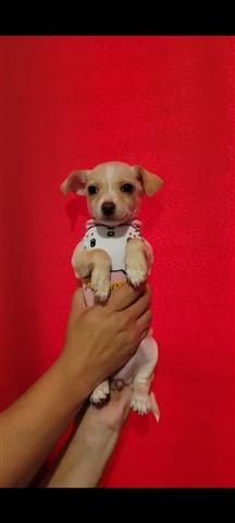 $250 : Chihuahua terrier image 3