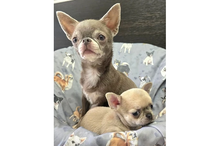 $350 : Cachorros Chihuahua image 2