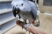 African Grey Parrots en New Orleans
