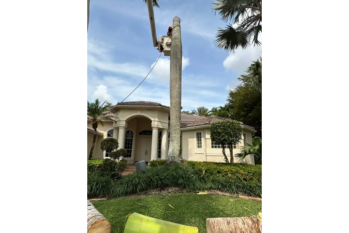 Perfect Trees Services Corp image 4