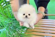 $300 : Cachorros Pomeranian thumbnail