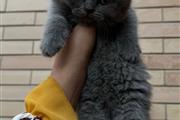 $350 : BSH kittens For Sale thumbnail