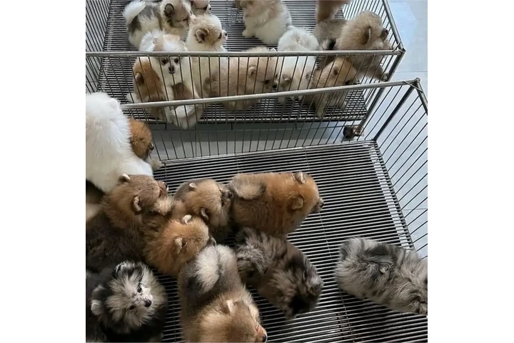 $350 : Pomerania taza de té image 2