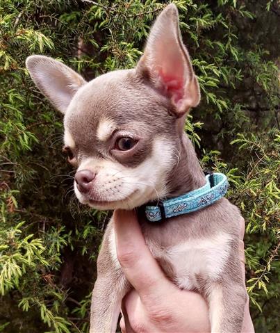 $280 : Stunning chihuahua 4 sale image 2