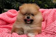 Pomerania en venta