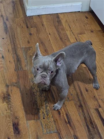 $3000 : French Bulldog image 2