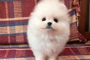 Cachorro de Pomerania en Jersey City