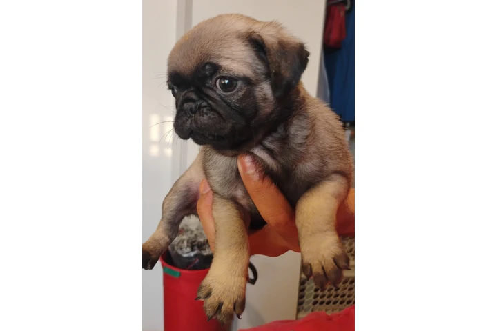 $200 : Cachorros  Pug image 2