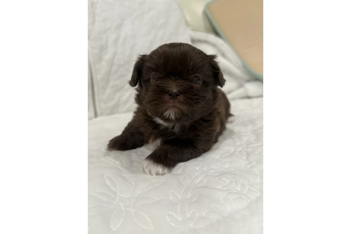 $1300 : Caramelo Shih Tzu Male 8 Weeks image 4