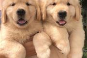 Cute Golden Retriever Puppies en Tucson