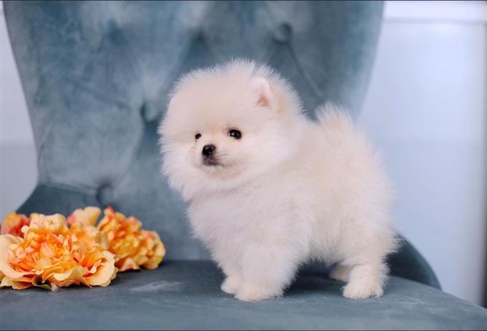 $350 : Pomeranian puppies ready image 1