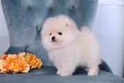 $350 : Pomeranian puppies ready thumbnail