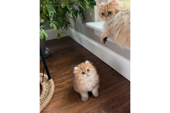 $240 : Persian kittens for sale image 2