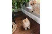 $240 : Persian kittens for sale thumbnail