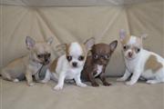$500 : Chihuahua puppies thumbnail
