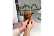 $370 : Poodle puppy for adoption thumbnail