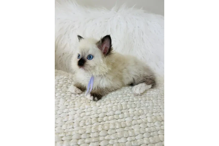 $220 : Gatitas Ragdoll hembras image 3