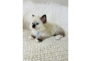 $220 : Gatitas Ragdoll hembras thumbnail