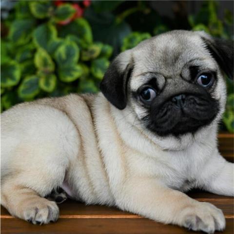 $500 : Cute pug puppies for sale. image 1