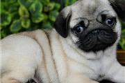 Cute pug puppies for sale.