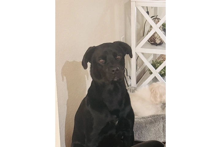 $300 : Perro para venta/ dog for sale image 1